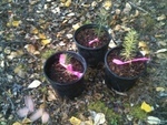Two Rivers Trees before planting